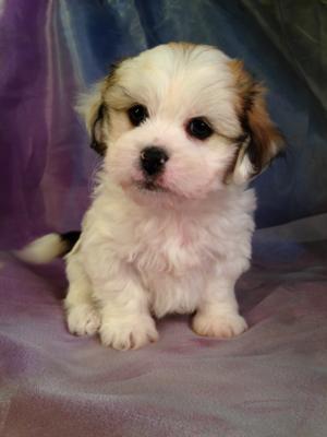 Purebredpups is located near the Middle of Illinois, Wisconsin, Iowa, and Minnesota. Breeders in Illinois, Wisconsin, and Minnesota will not be turned away at Purebredpups. 